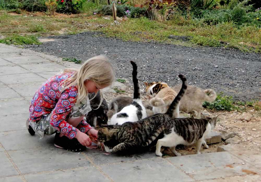 fille nourrissant des chats errants