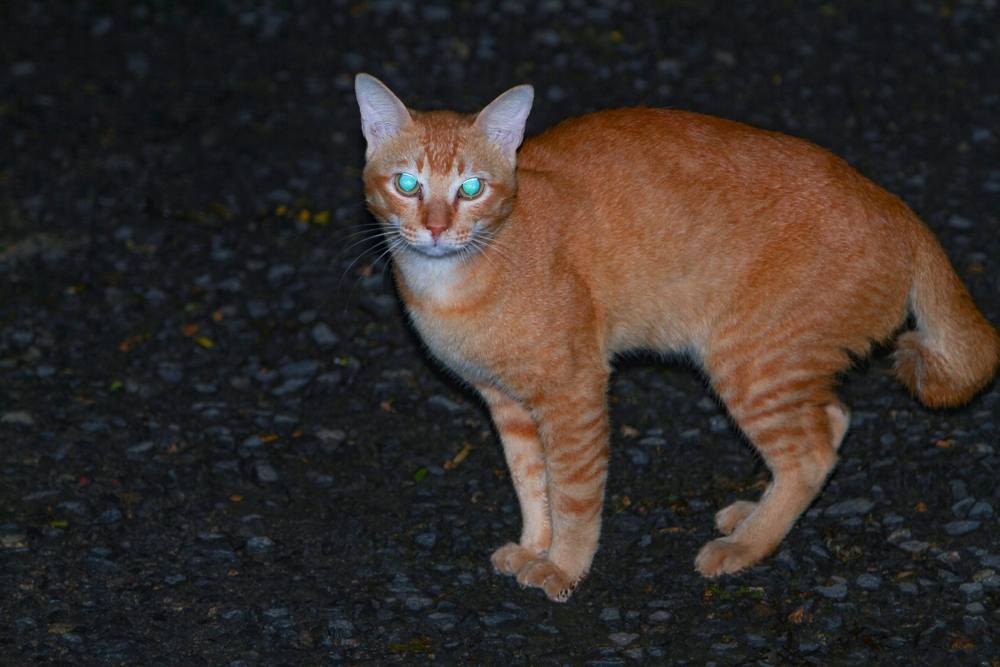 yeux de chat orange brillants la nuit