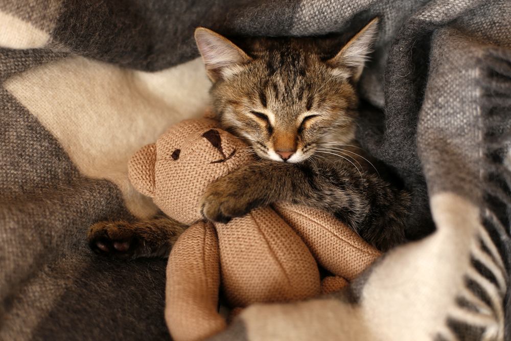 chaton gris dormant sur une couverture en laine à carreaux gris embrassant un jouet tricoté