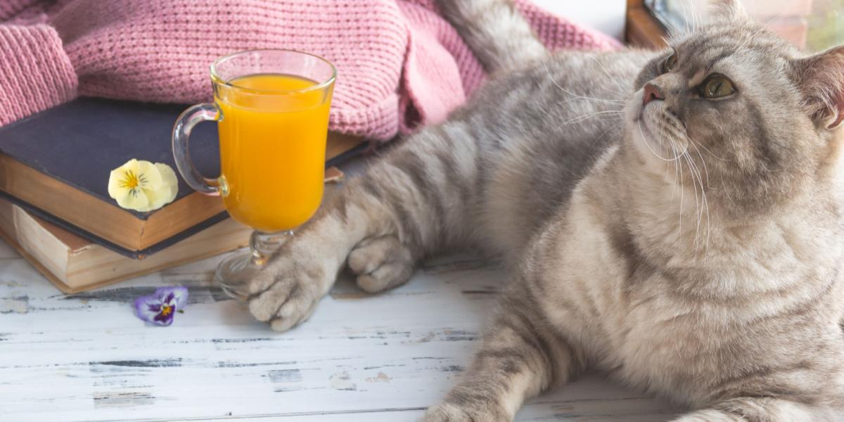 Chat gris Scottish Straight curieux près d'un verre de jus d'orange