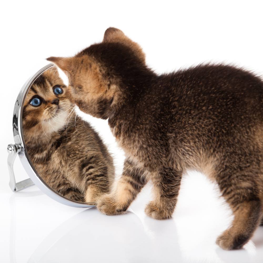 un chaton aux yeux bleus se regarde dans un miroir