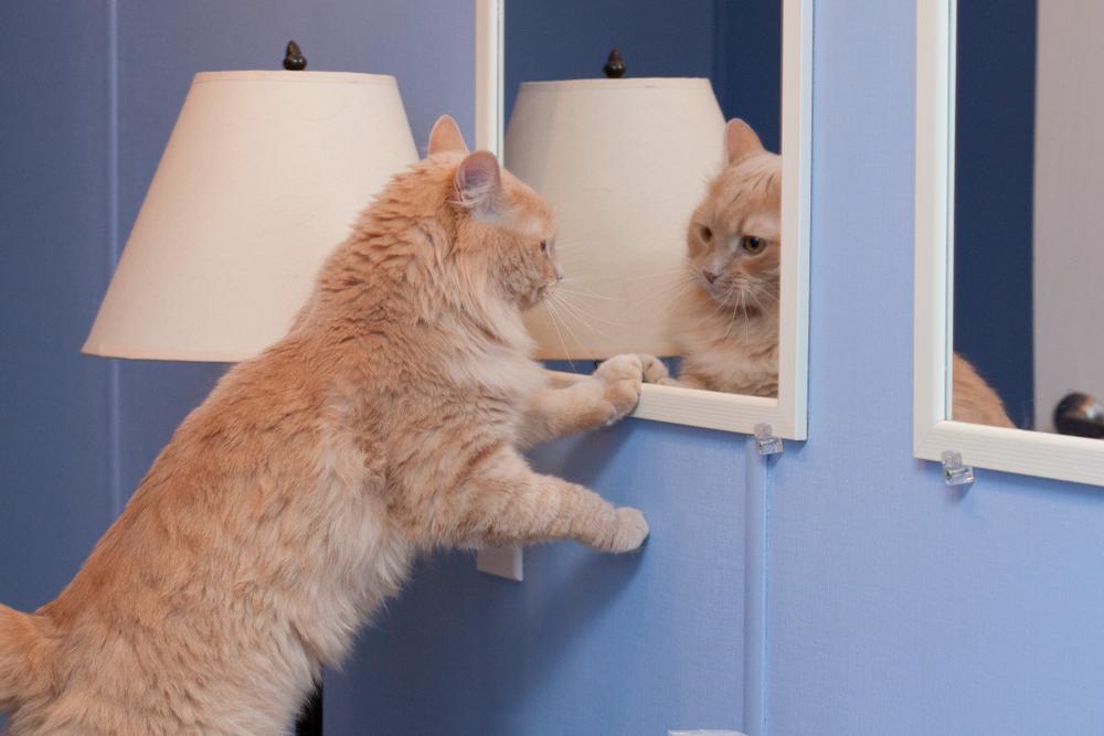 Le chaton admire son look impeccable dans le miroir