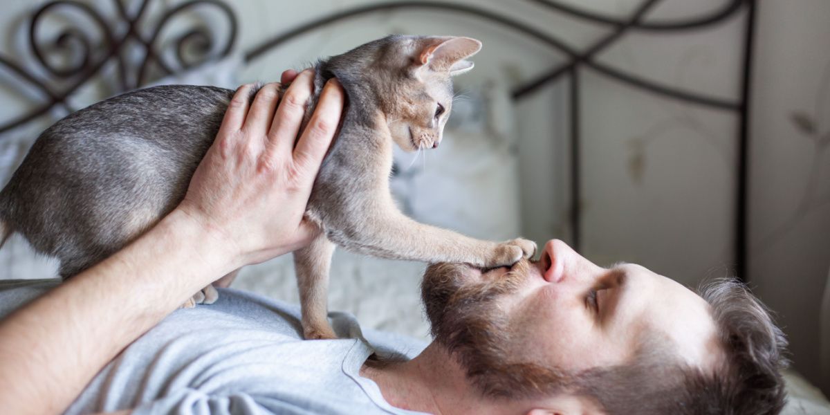 Un homme joue avec son chat gris sur un lit.