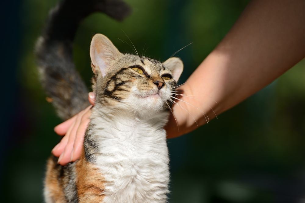 homme caressant un petit chaton