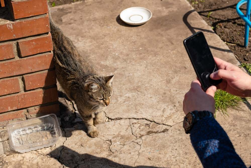 Un homme prend des photos d'un chat errant