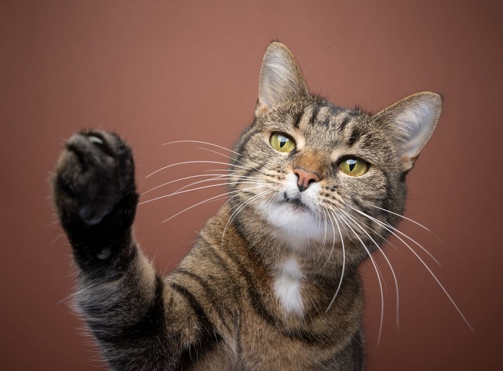 chat tigré à poil court joueur levant la patte pour atteindre la caméra