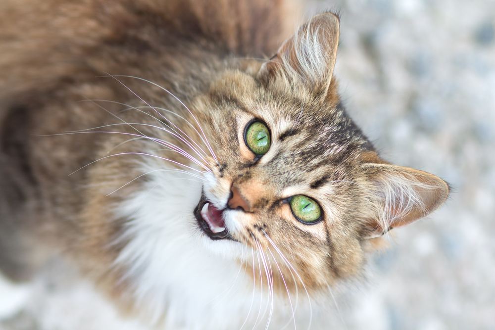 Portrait d'un chat émettant un couinement.