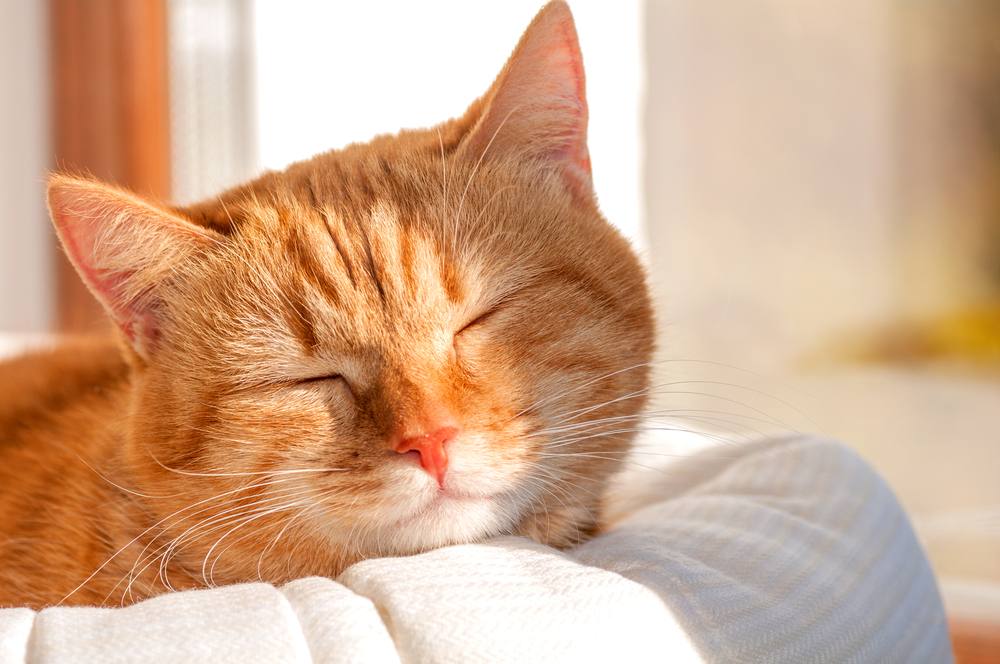 chat roux se prélassant au soleil