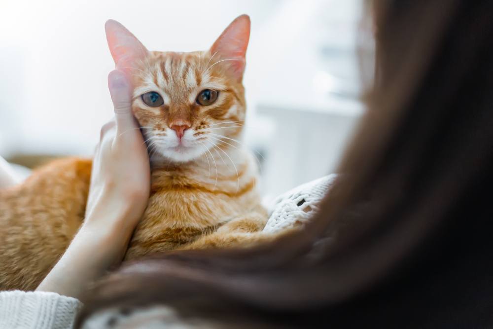 Un chat roux confortablement niché dans les bras d'une fille, tous deux partageant un moment de connexion et de compagnie, illustrant le lien spécial qui peut exister entre les humains et leurs amis félins.