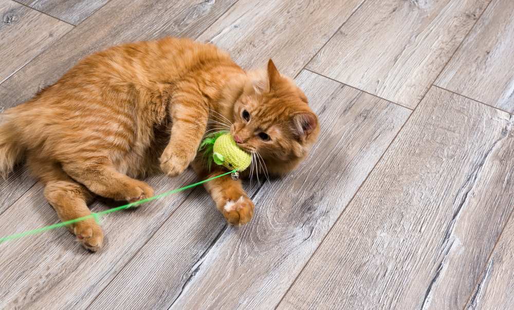 chat rouge jouant avec un jouet