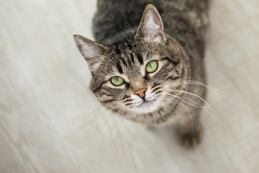 le chat rayé aux yeux verts lève les yeux