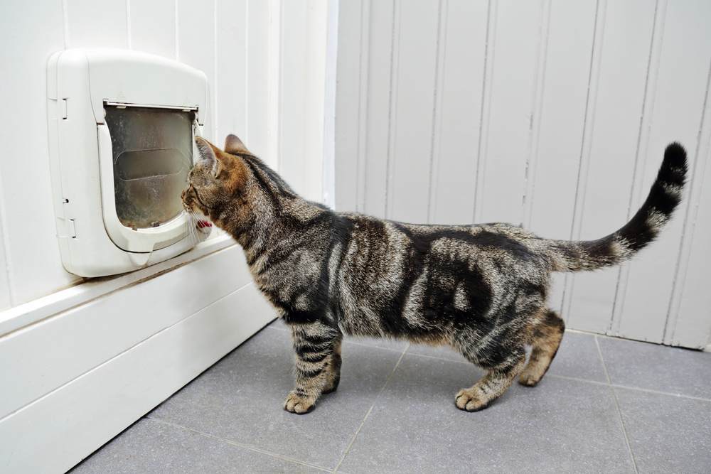 chat tigré dans une maison devant une porte avec une chatière