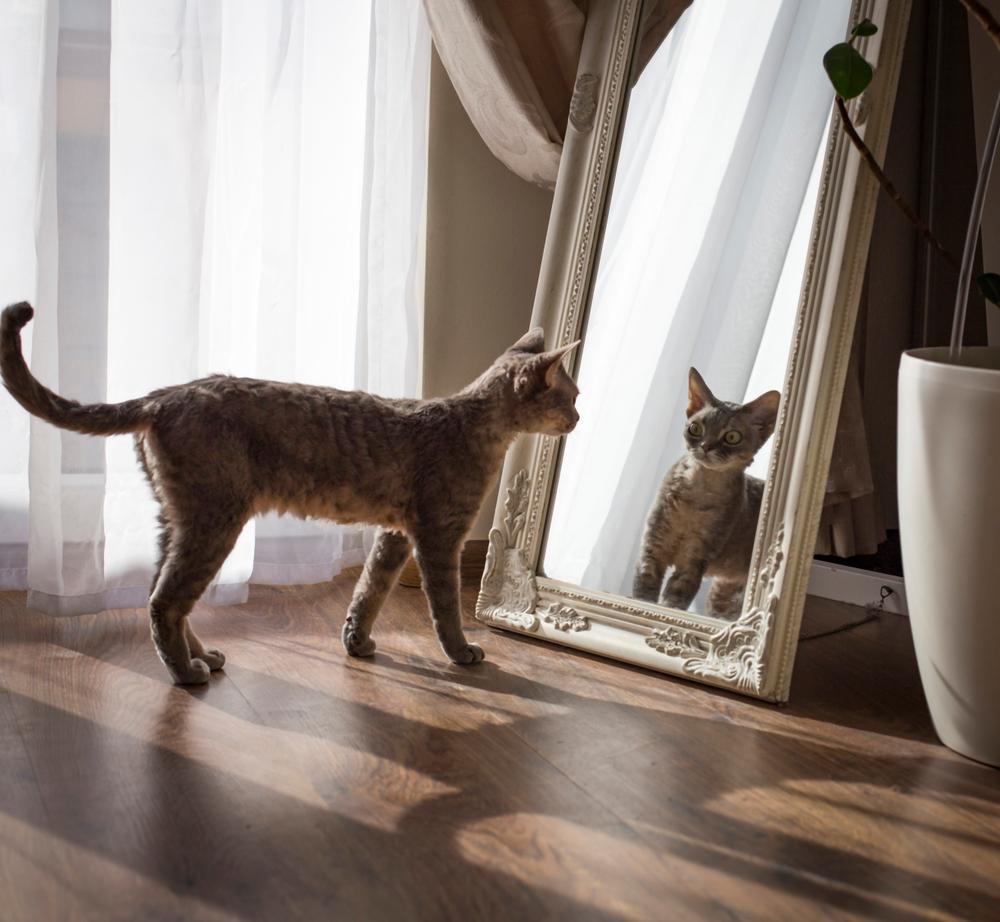 le chat se regarde dans le miroir et est très surpris