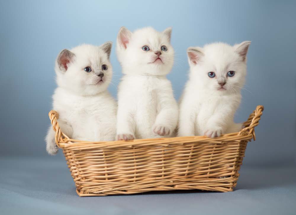 trois chatons britanniques blancs dans un panier