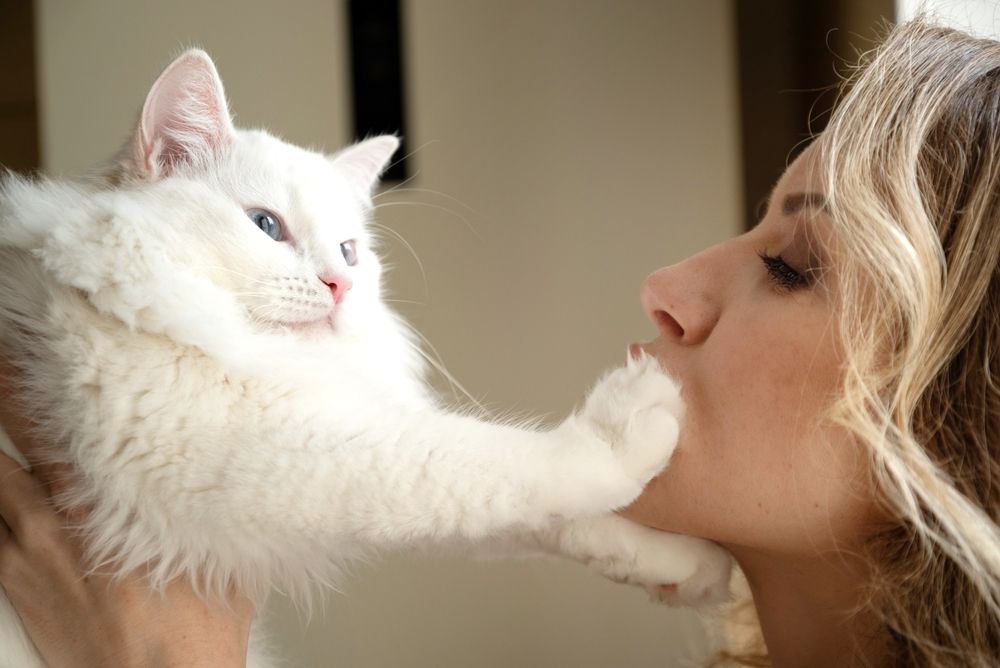 chat blanc duveteux touchant le visage d'une femme avec sa patte