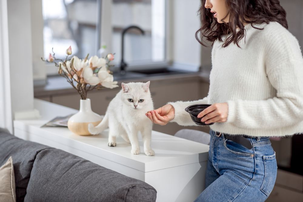 femme nourrissant son chat blanc