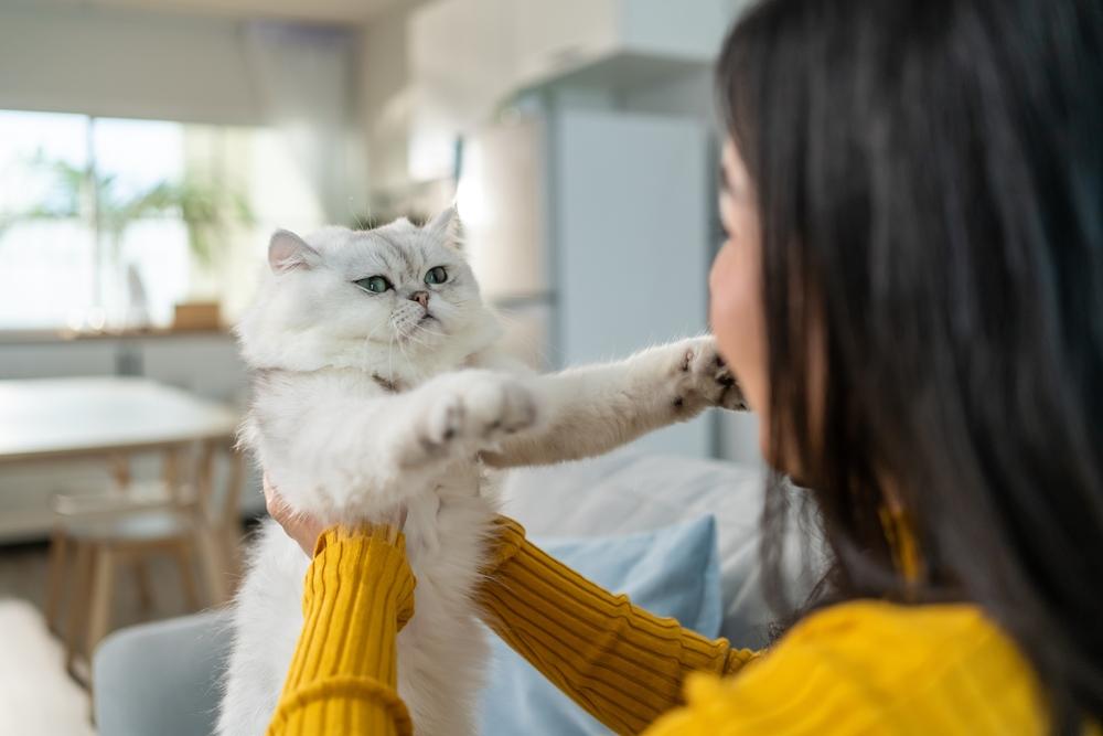 femme tenant et jouant avec un petit chat avec bonheur