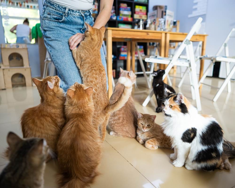 femme avec des chats