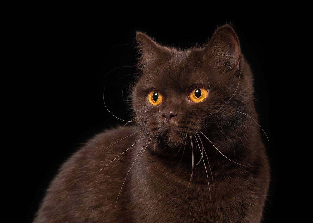 Un jeune chat britannique chocolat photographié sur un fond noir, mettant en valeur son pelage riche et son expression curieuse.