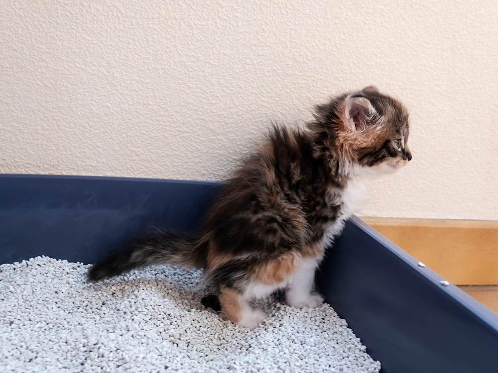 Un petit chaton utilise les toilettes et la litière