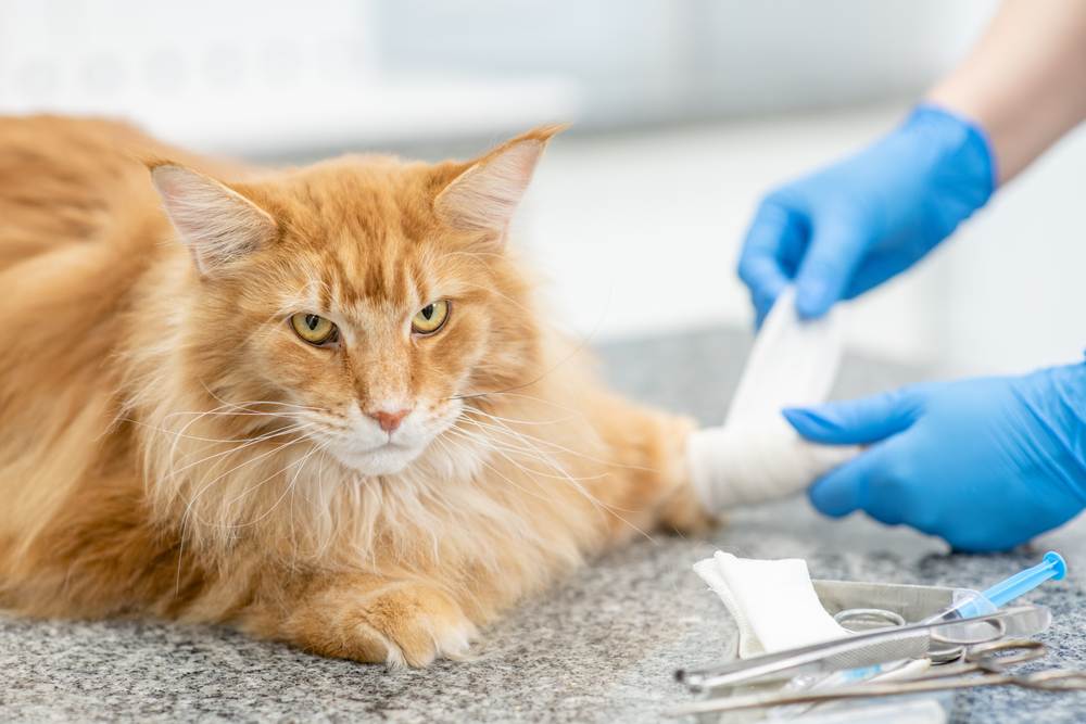 Une image montrant un vétérinaire bandant soigneusement la patte d'un chat Maine Coon adulte, soulignant l'importance de soins et d'attention médicaux appropriés.