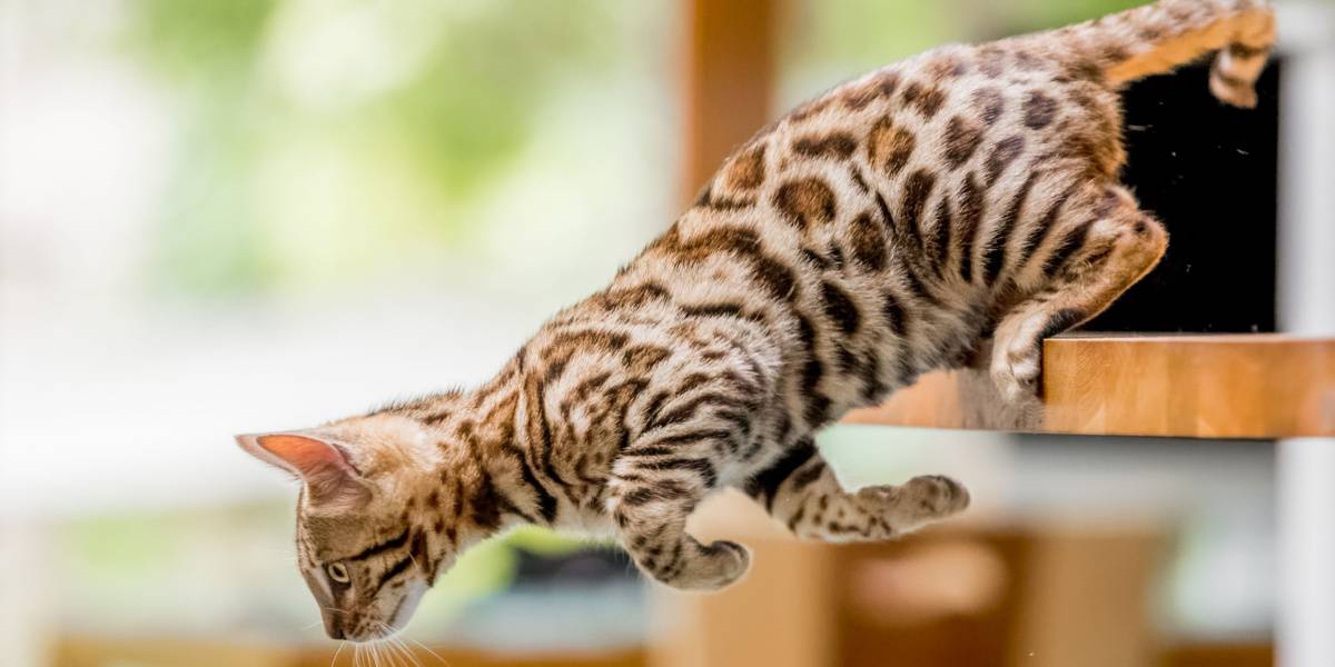 Un jeune chaton du Bengal fait un saut ludique depuis une table de cuisine, illustrant la nature énergique et aventureuse de la race, ainsi que l'esprit vif des compagnons félins.