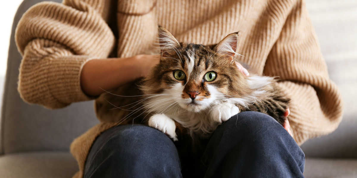 Pourquoi mon chat a uriné sur moi ?