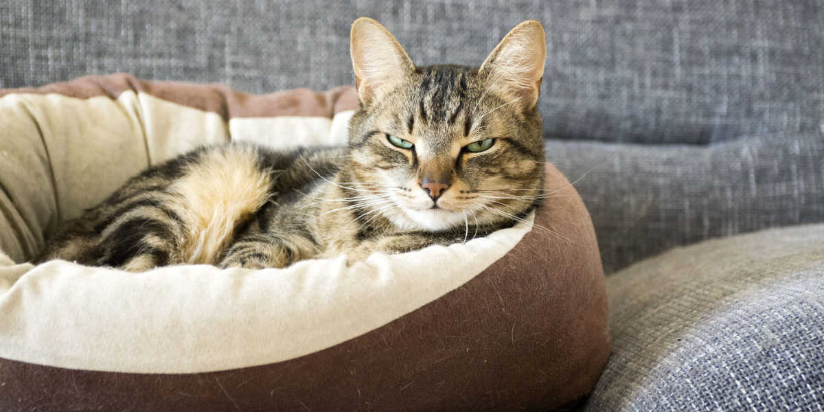 Image d'un chat couché paisiblement dans un lit douillet. Le chat se repose confortablement, les yeux fermés, et son langage corporel respire la détente.