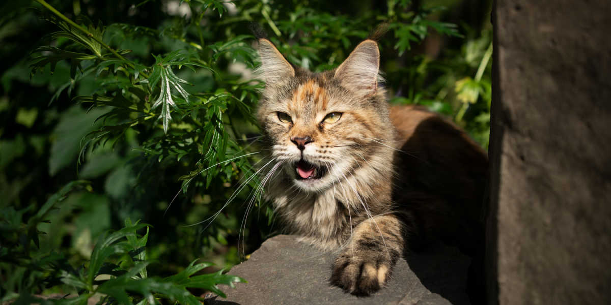 Chat haletant, difficulté à respirer