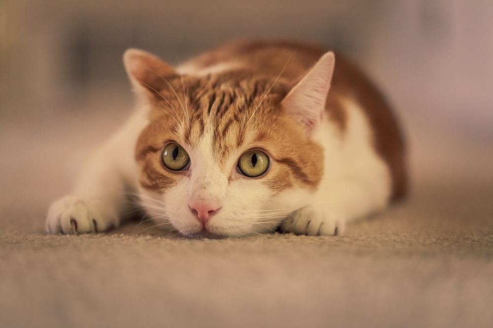 Chat en position de bondissement, mettant en valeur son agilité et son côté ludique