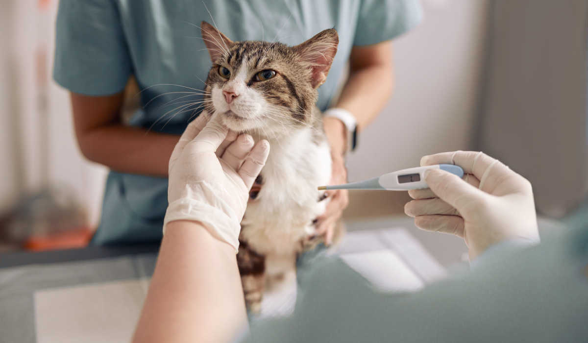 Chat malade à température vétérinaire