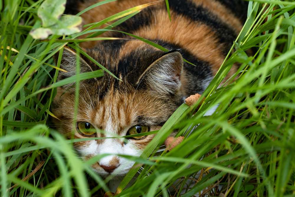 Chat caché derrière les buissons.