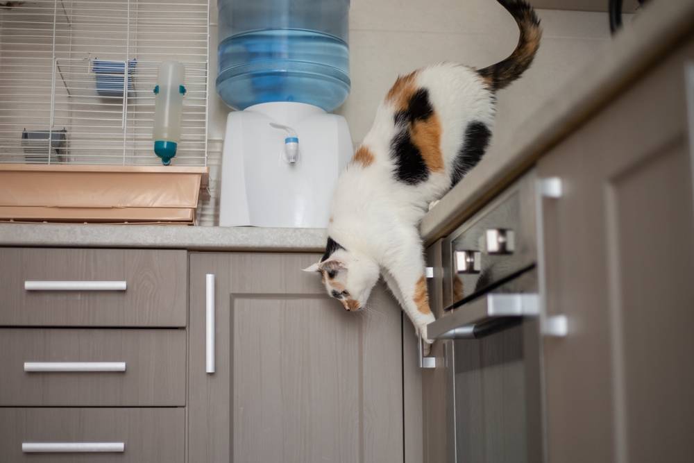 Chat sautant de la table de la cuisine