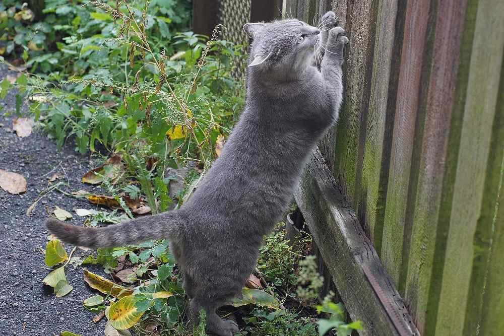 Chat qui gratte une clôture