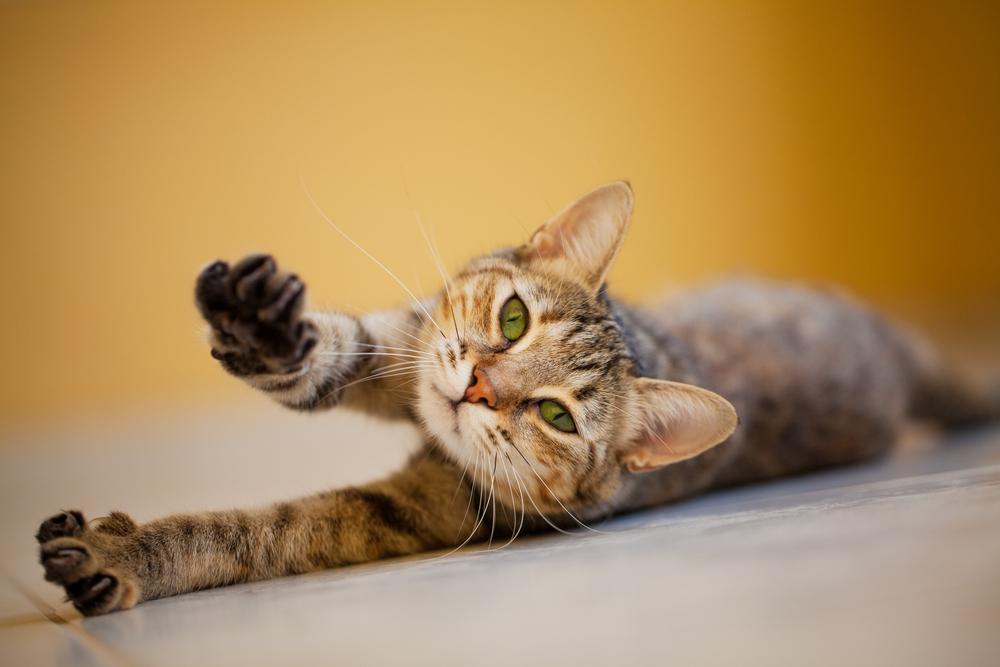 Chat, s'étirant sur le sol