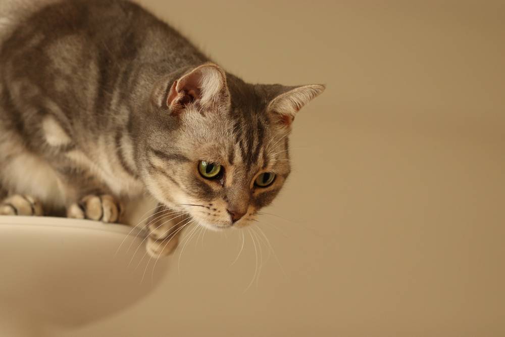 Un chat essaie de sauter d'une tour à chat