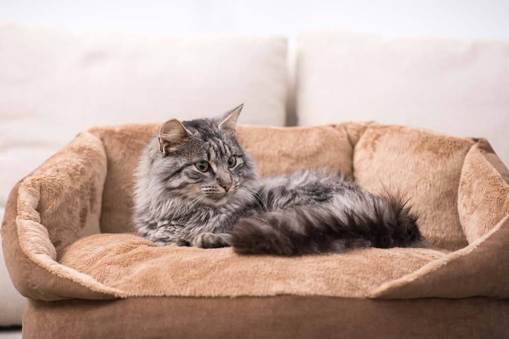 Un chat mignon est allongé dans son lit pour chat