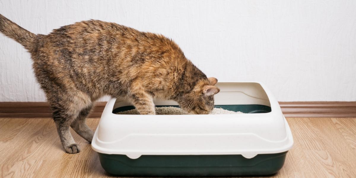 Un chat roux domestique examine sa litière