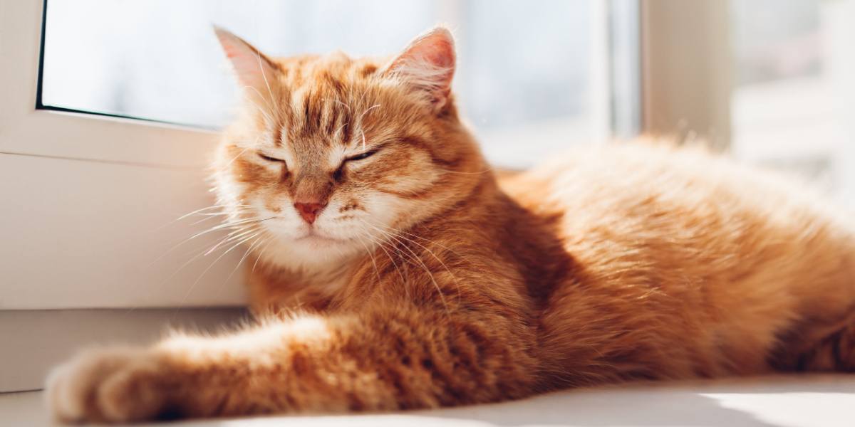 Une scène charmante se déroule alors qu'un chaton est capturé dans un sommeil profond et paisible.