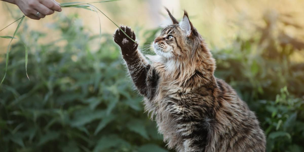 Chat Maine Coon jouant avec son maître