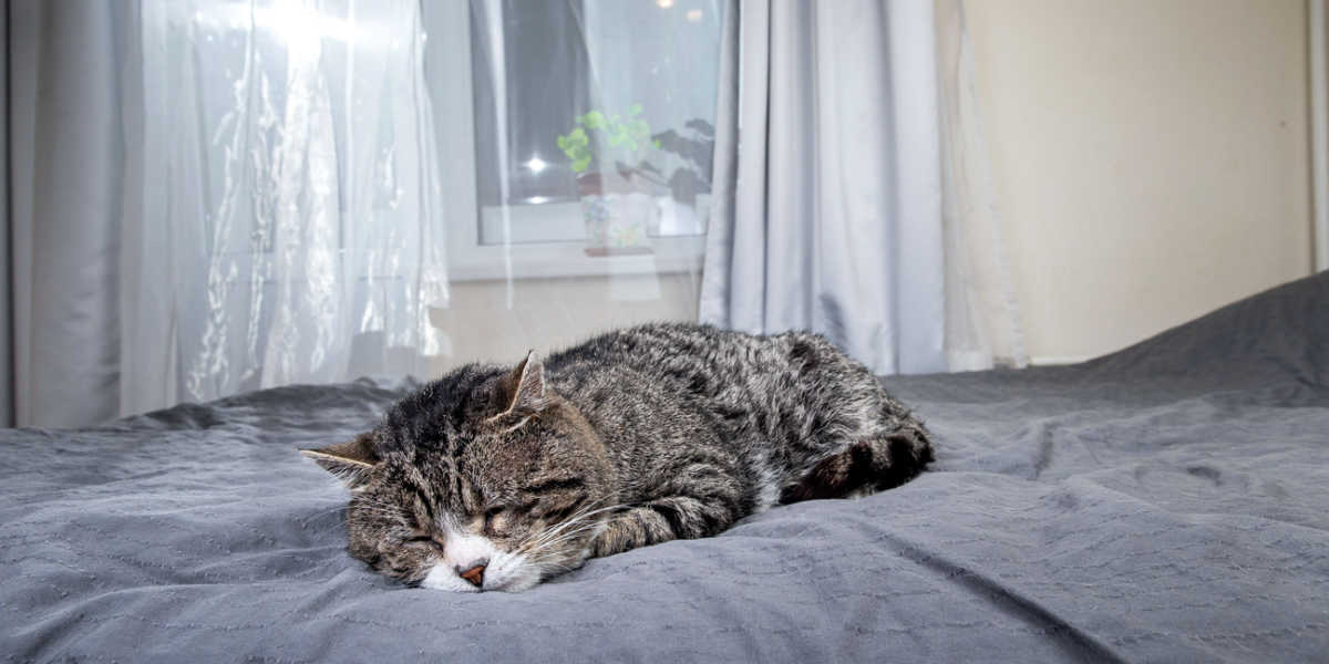 Vieux chat âgé qui dort