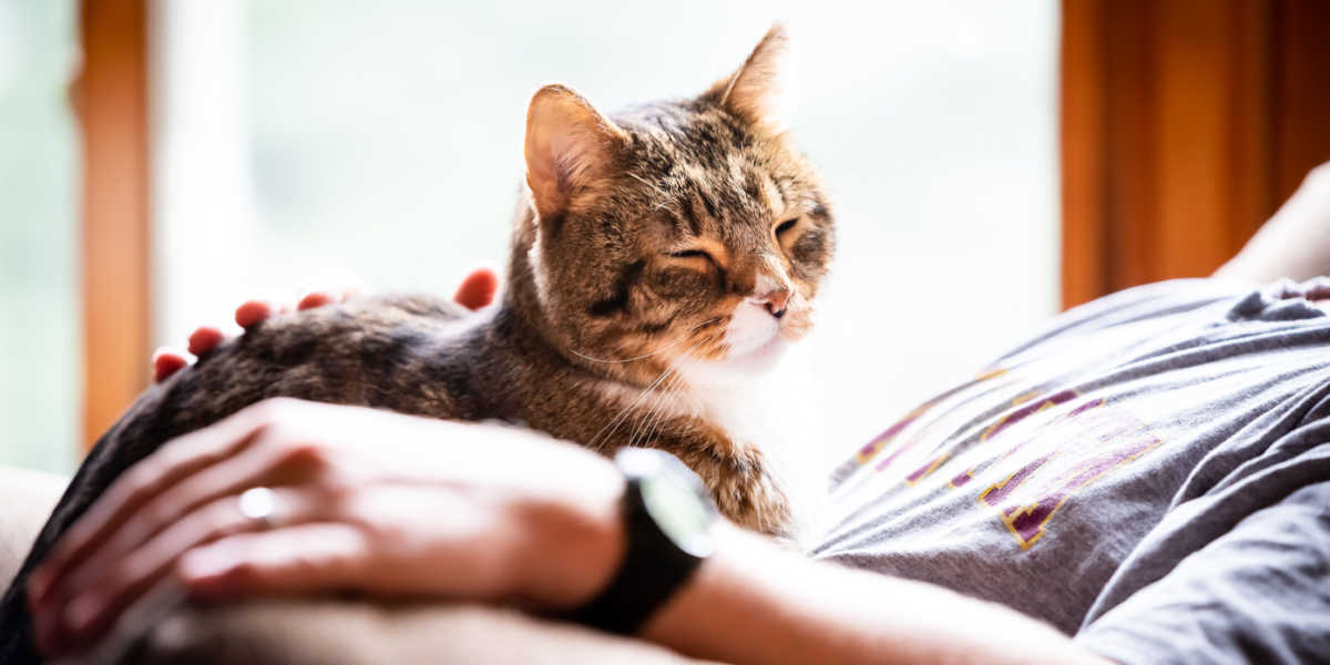 Signes indiquant que votre chat est en train de mourir