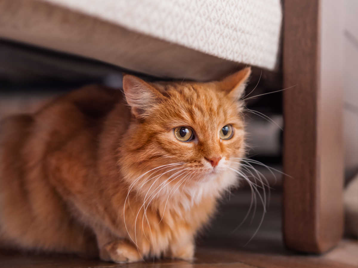 Chat orange caché sous le lit