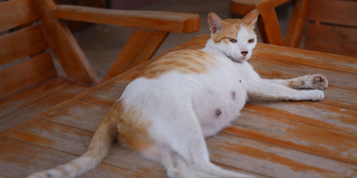 Chatte enceinte couchée à l'extérieur