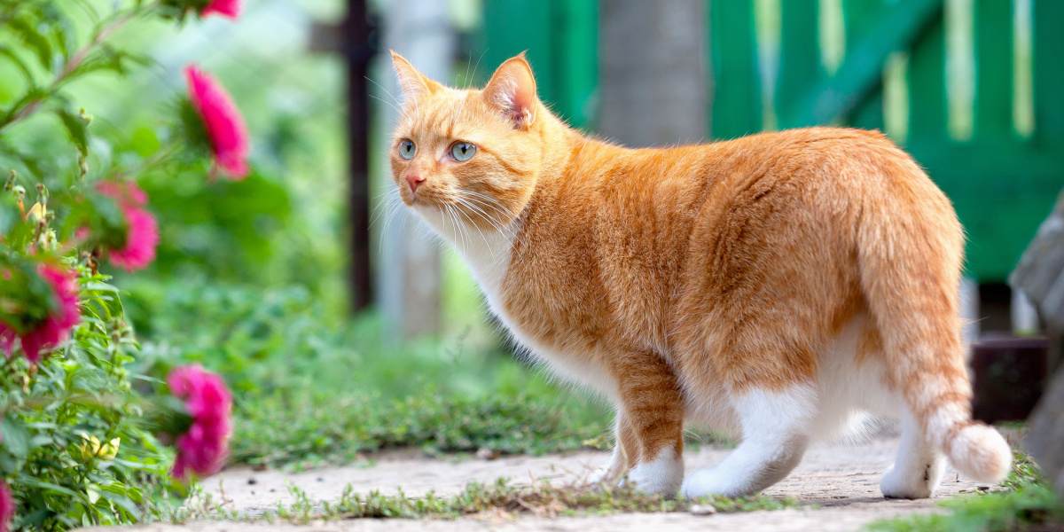 Un chat rouge se promène dans la ferme