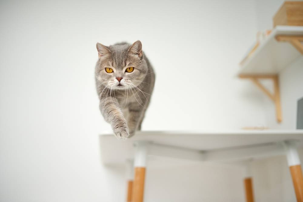 Chat droit écossais sautant