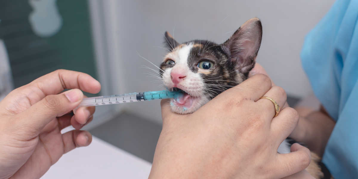 Donner un médicament liquide au chaton