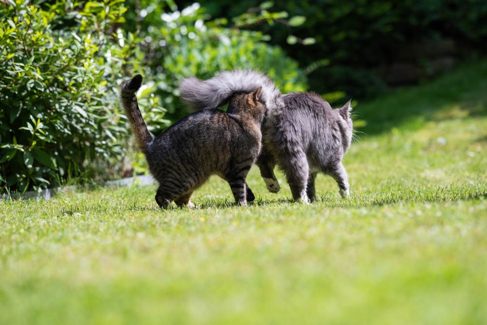 Chat tigré reniflant les fesses d'un jeune Maine Coon tabby bleu