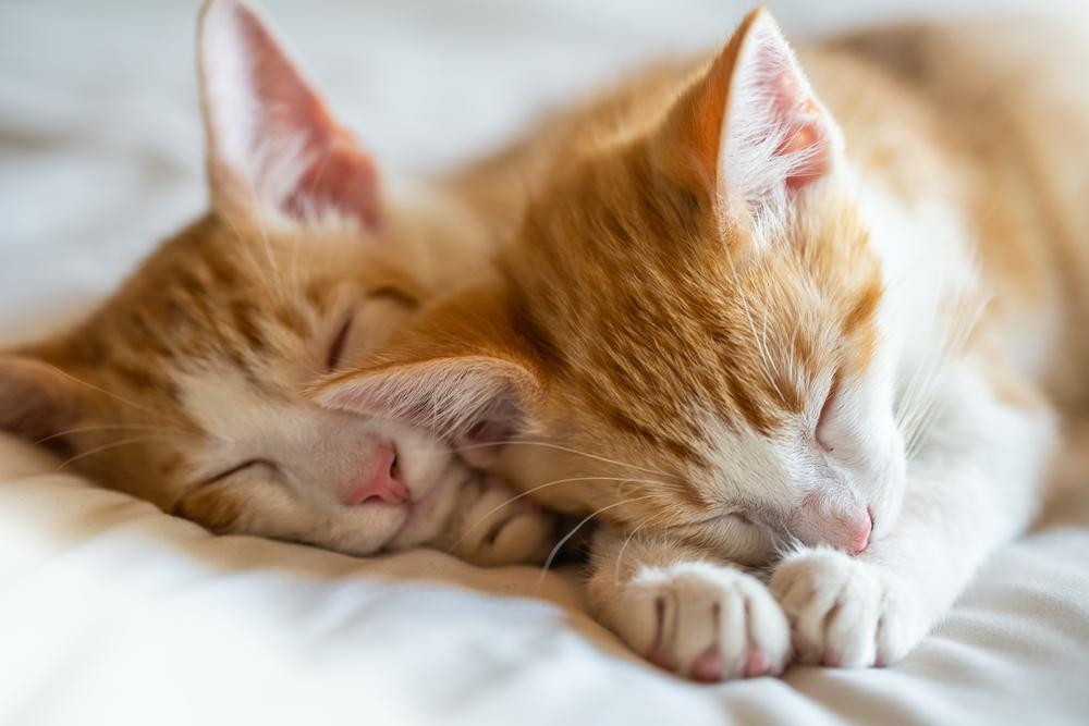 Chatons jumeaux tigrés orange endormis