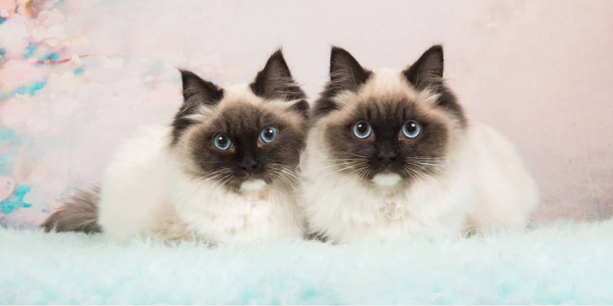 Deux chats poupées de chiffon presque identiques